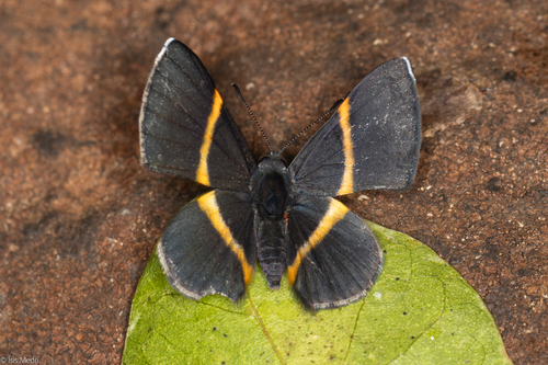 Orange-banded Metalmark