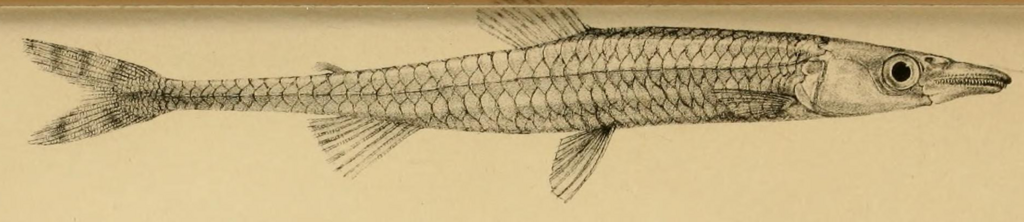 African Pike-Characin