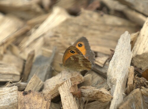 Pyronia tithonus