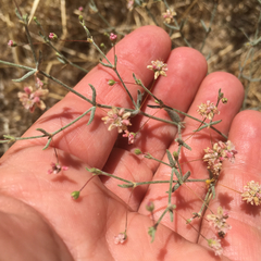Eriogonum gracillimum
