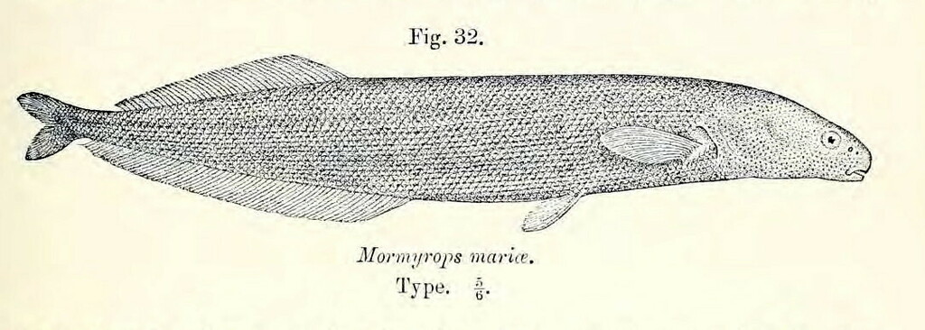 Mormyrops mariae