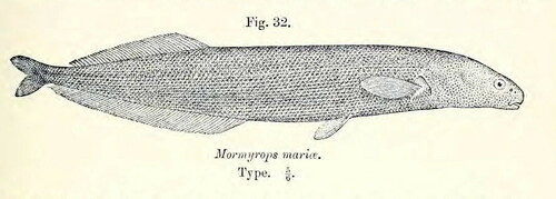 Mormyrops mariae