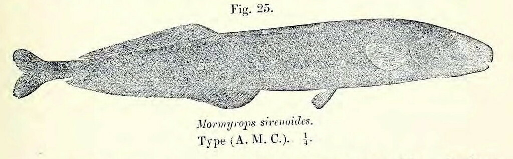 Mormyrops sirenoides