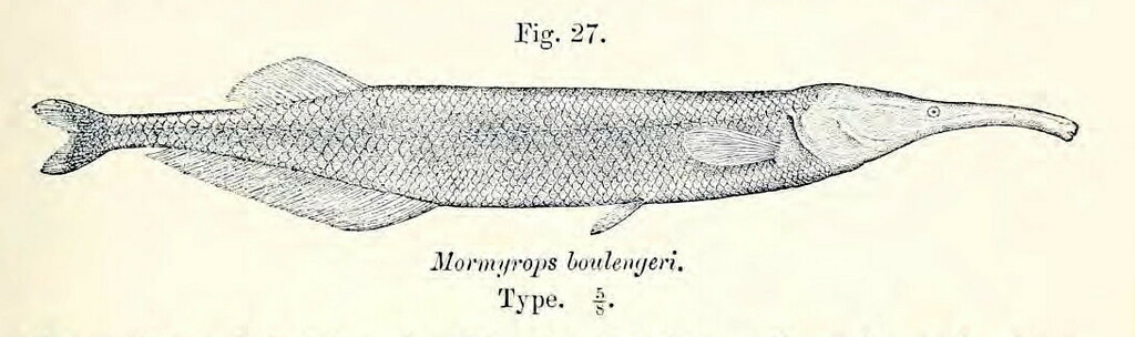 Mormyrops boulengeri