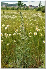 Echium italicum biebersteinii