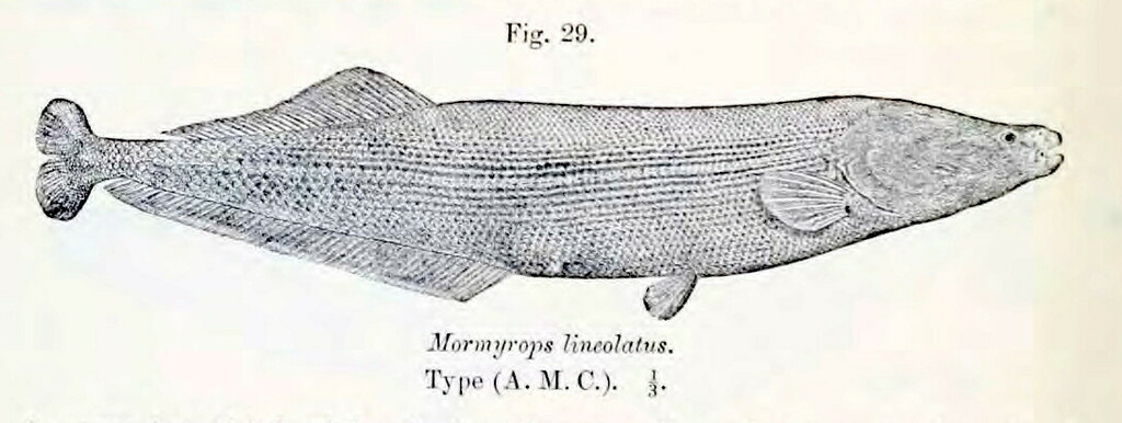 Mormyrops lineolatus