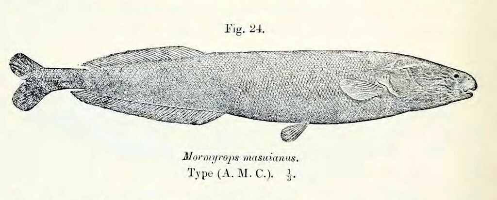 Mormyrops masuianus