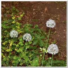 Allium decipiens