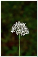 Allium decipiens