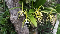 Epidendrum ciliare