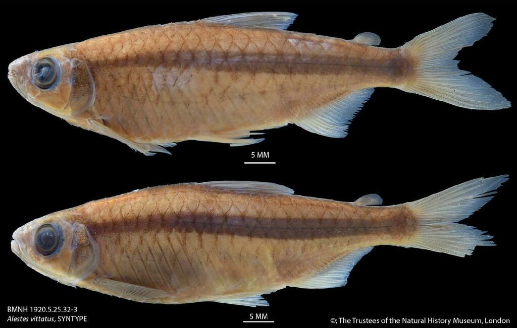 Micralestes vittatus
