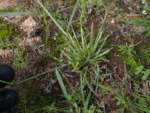 Image of Tick Grass by (c) Ulises Pinedo, some rights reserved (CC BY)