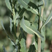 Prickly Lettuce - Photo (c) Andrey Zharkikh, some rights reserved (CC BY)