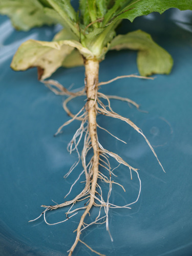Lactuca serriola