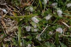 Aceria thomasi