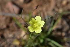Hibiscus antanossarum