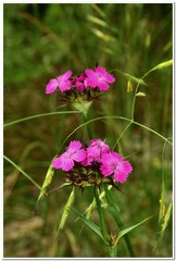 Dianthus capitatus