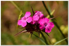 Dianthus capitatus