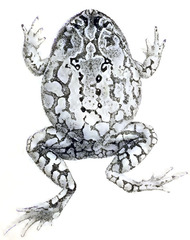 Brook's Squat Frog photo 3