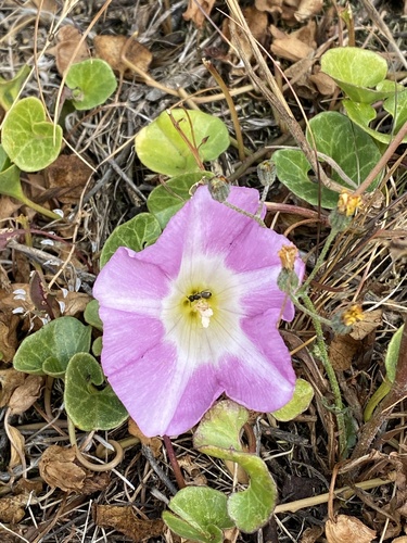 Calystegia soldanella f. albiflora iNat (3)