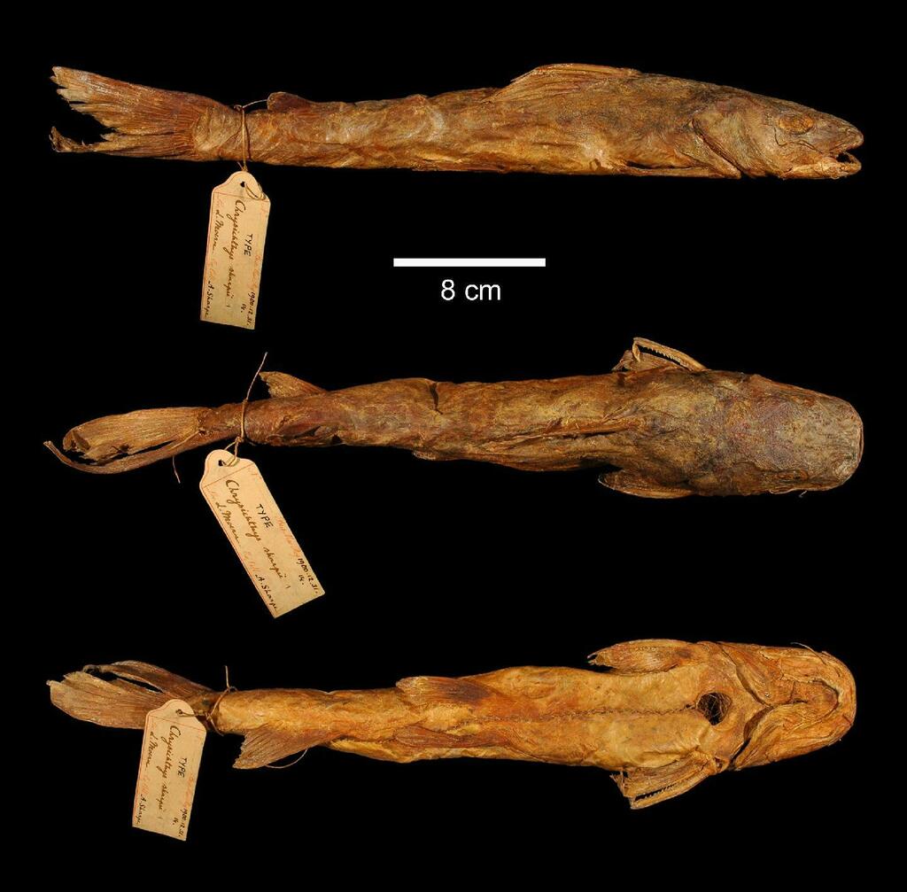 Chrysichthys sharpii