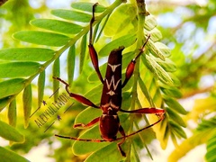 Neoclytus cacicus