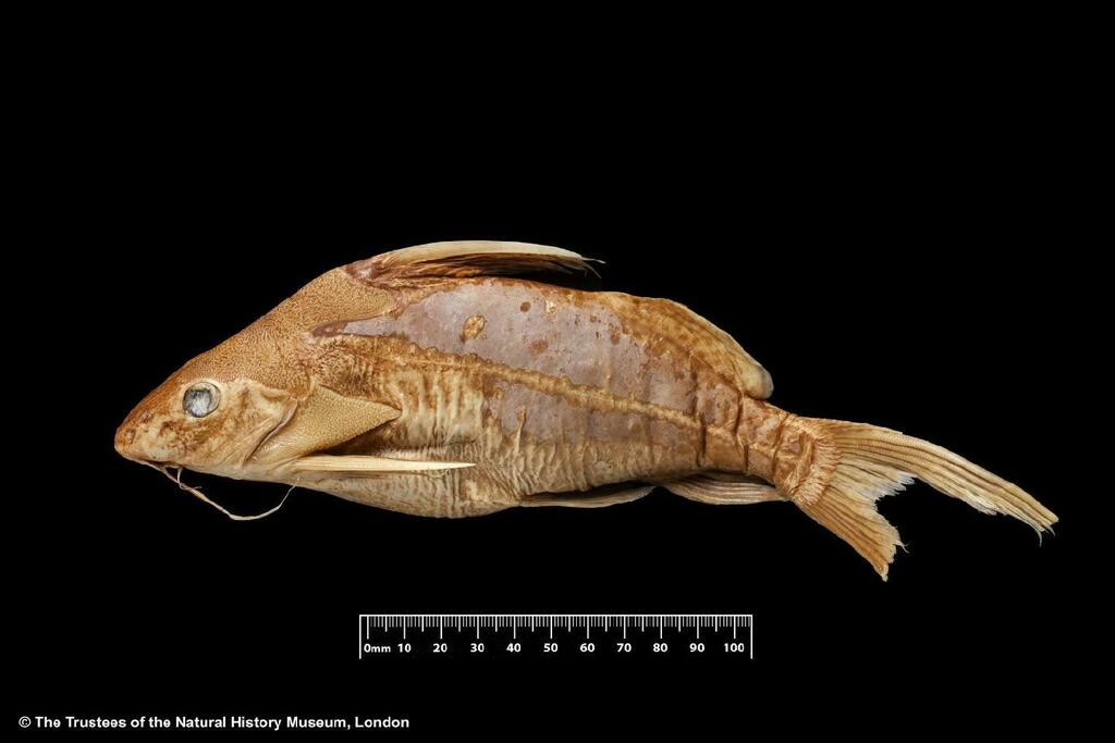 Synodontis obesus