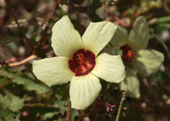 Hibiscus diversifolius