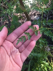 Cnidium cnidiifolium