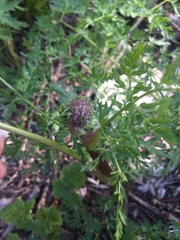 Cnidium cnidiifolium