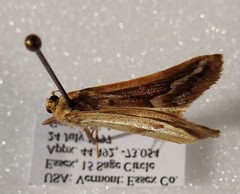 Caripeta angustiorata