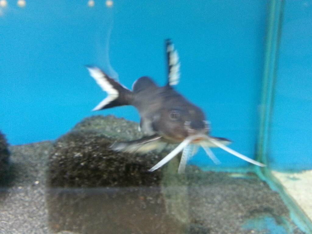 Synodontis granuleux (Synodontis granulosus)