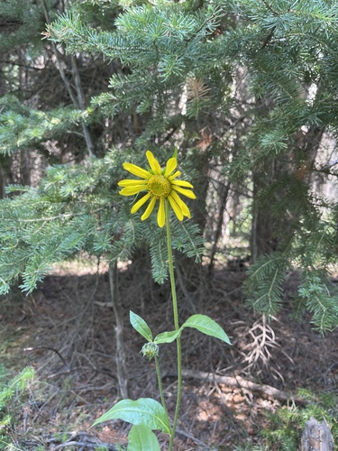 Image of Helianthella quinquenervis by (c) Jared Lincenberg, some rights reserved (CC BY)