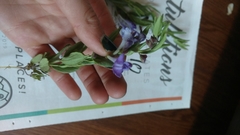 Scutellaria brittonii