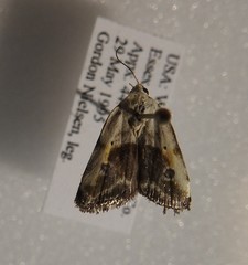 Ponometia candefacta