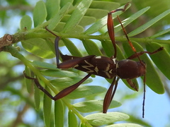 Neoclytus cacicus
