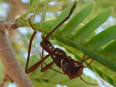 Neoclytus cacicus