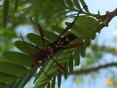 Neoclytus cacicus