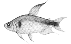 Bright Diamond Tetra photo 2