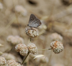 Tharsalea xanthoides