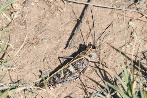 Pard Grasshopper photo 3