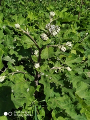 Arctium tomentosum