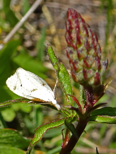 iNaturalist observation photo of Butterflies and Moths