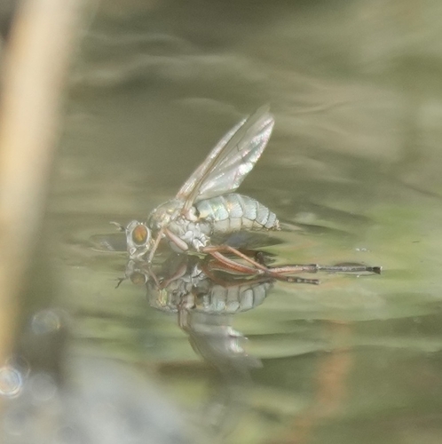 Hypocharassus pruinosus