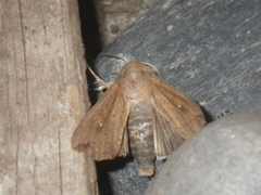 Mythimna unipuncta