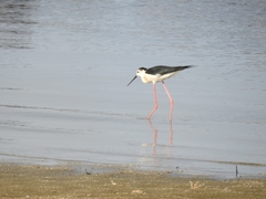 Himantopus himantopus