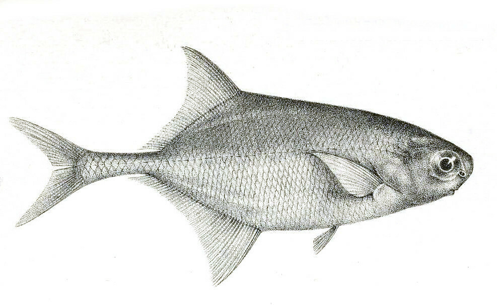 Agberi Mormyrid