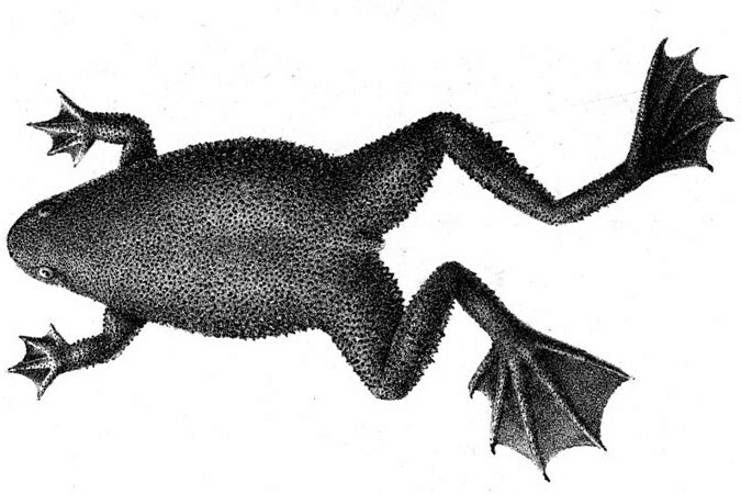 Hymenochirus feae