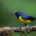 Spot-crowned Euphonia - Photo (c) cello caruso-turiello, some rights reserved (CC BY), uploaded by cello caruso-turiello