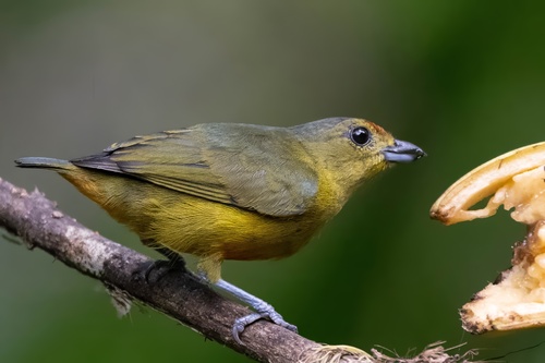 Spot-crowned Euphonia